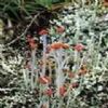 Cladonia Cenotea P.E.